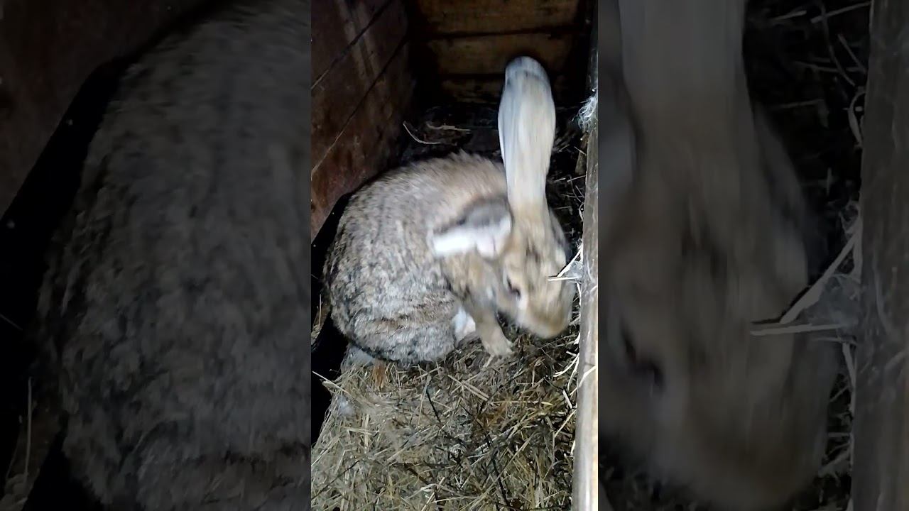 Кролики. Скромная. #rabbitfood #bunny #rabbitry #animals #rabbitfarming #cute #rabbit #cutebunny