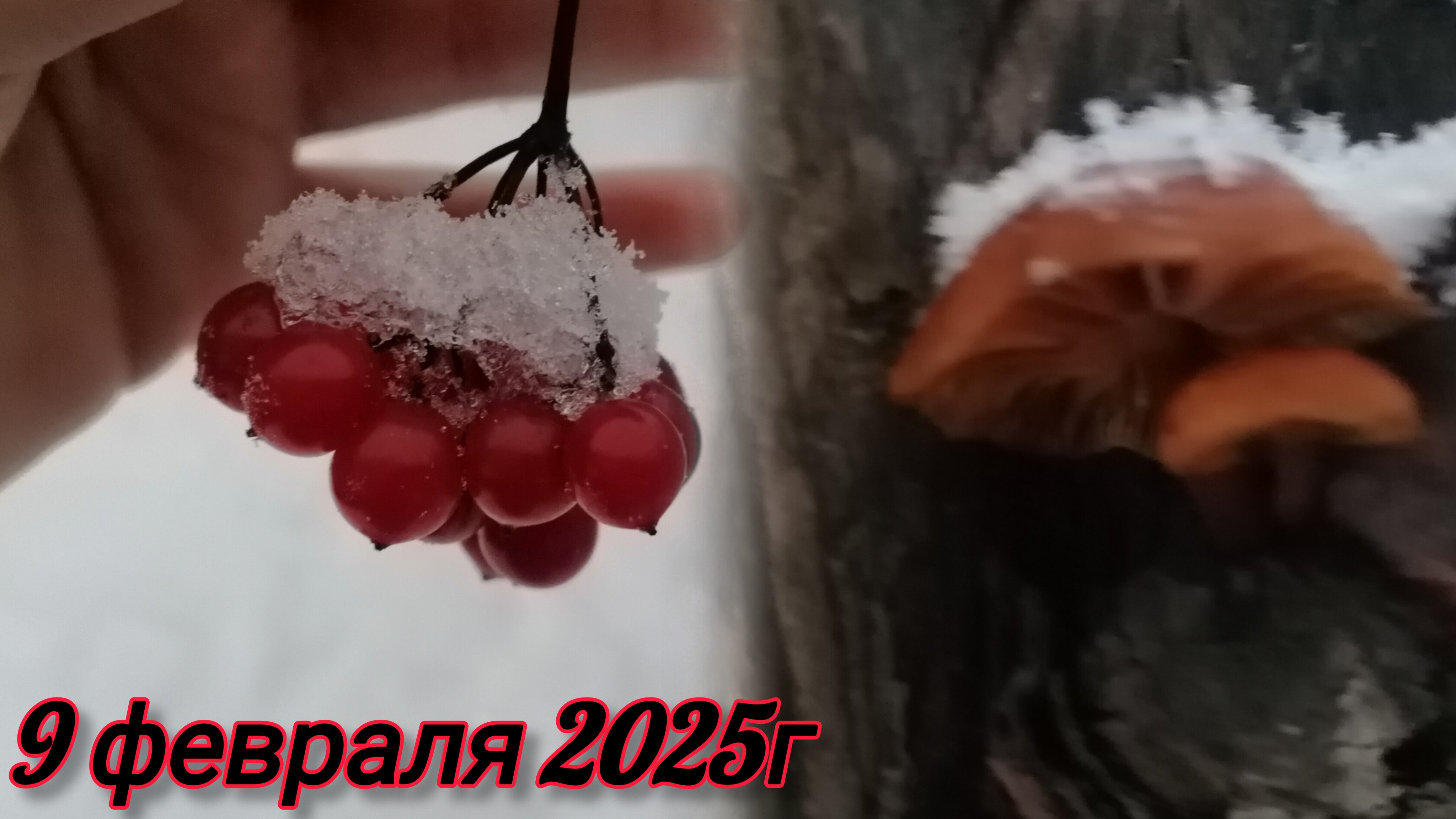 Собираем я годы и грибы в феврале!!!