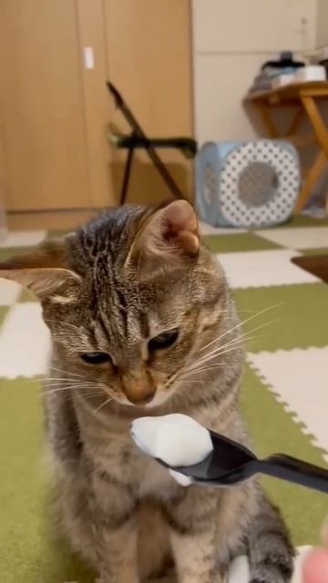 Опять обезжиренная?!😹😹😹