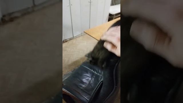 Котик " Тайсон"!