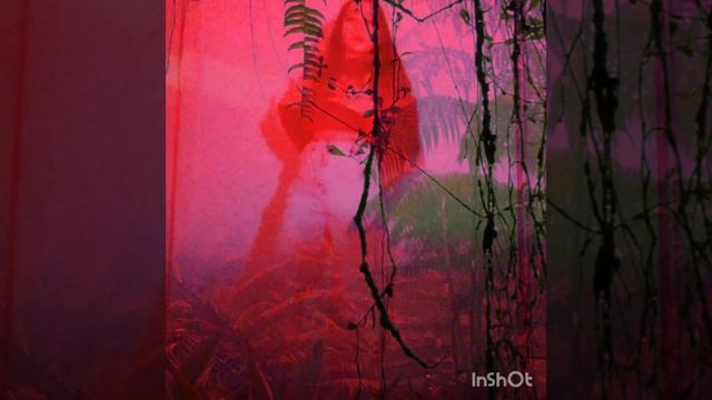 Liya red tiger official