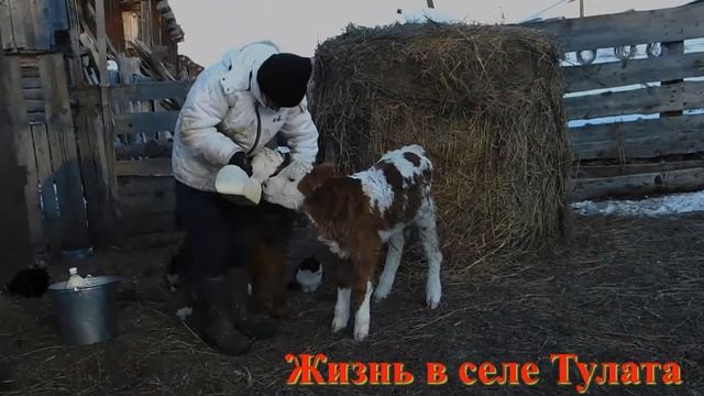 Первые отёлы в этом сезоне