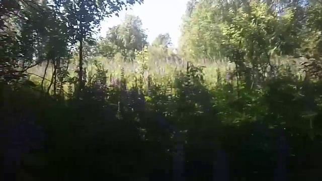 Прогулка или ужасы леса.Клещи.