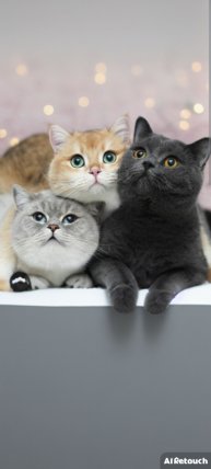 топ 10 самых больших кошек в мире