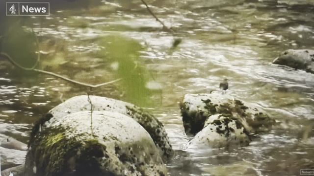 Древние Умеренные тропические леса Великобритании