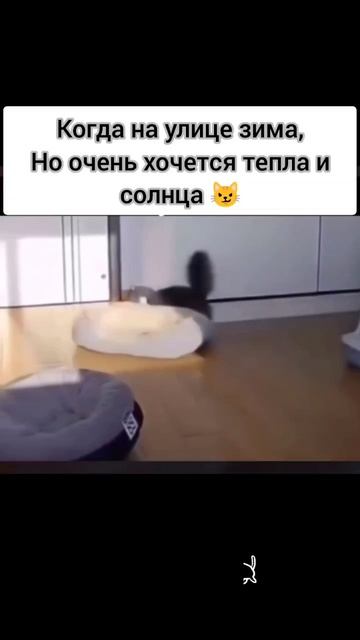 котики   и солнце