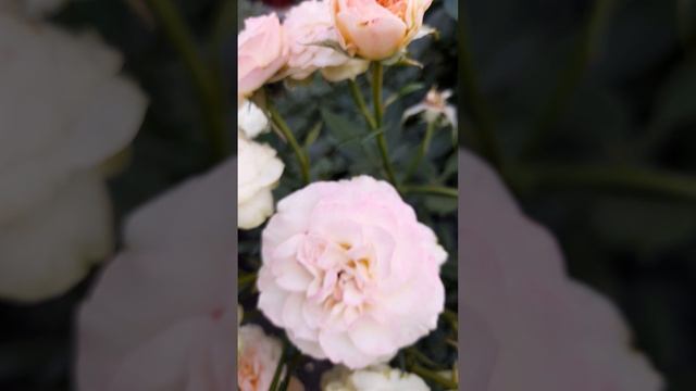 Флорибунда розочка Пастелла.