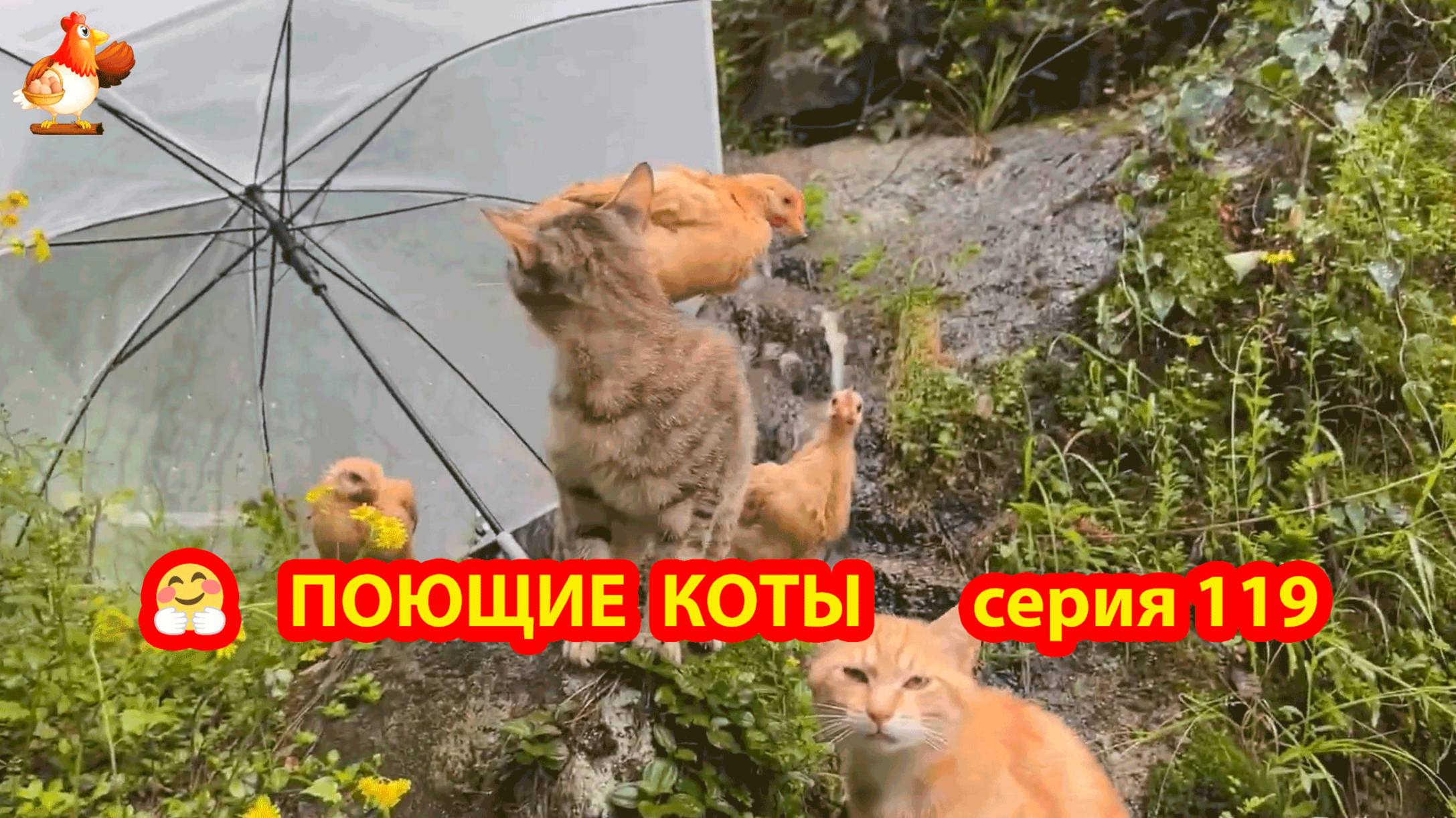 Крутые коты у птичьего двора серия (119) 🐈🐈⬛😹 Природа Абхазии и подворье с птицами и животными ❣