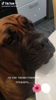 Любимая попрошайка