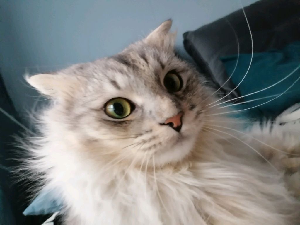 милопис