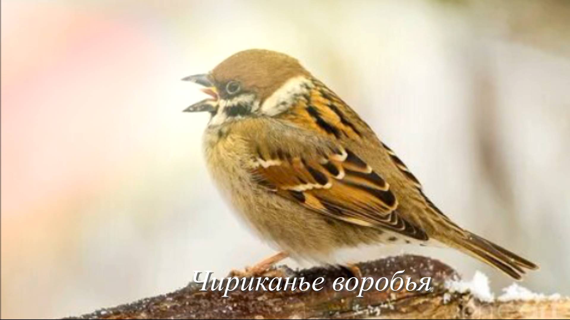 Звук