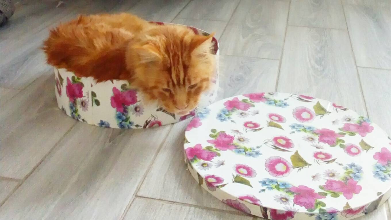Золотой кот.