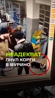 Пнул пса и ударил хозяйку: мужчина накинулся на корги в Мурино