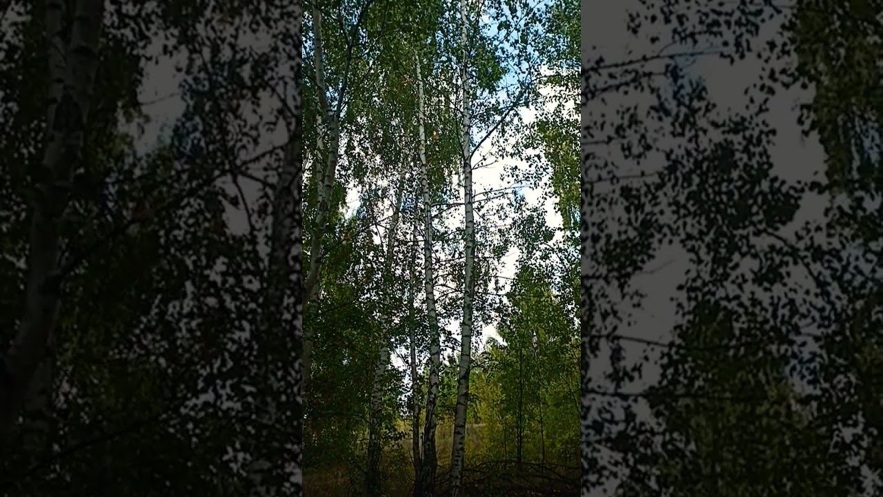 жизнь живёт мири #осознание #природа #nature #лето #мир #жизнь #love #наслаждение