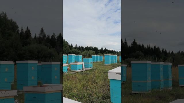 Пчелиная пасека