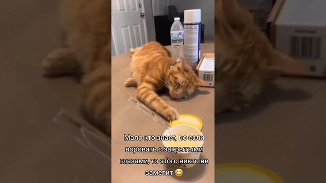 Веселый КотоПес.  Выпуск 2.