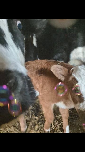 2 февраля у моей корове Моське радился Красавчик и назвала его Красавчиком !!!