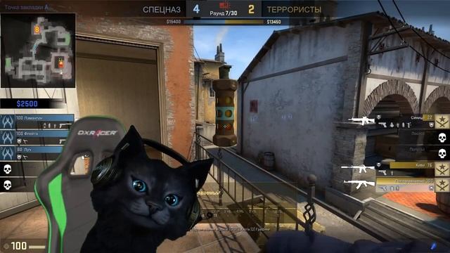 КОТ ЛОВИТ ЧИТЕРОВ В CS:GO