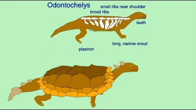 PREHISTORIC TURTLE INTERVIEW