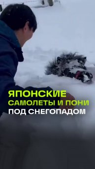 Пони и самолеты тонут в снегу в Японии