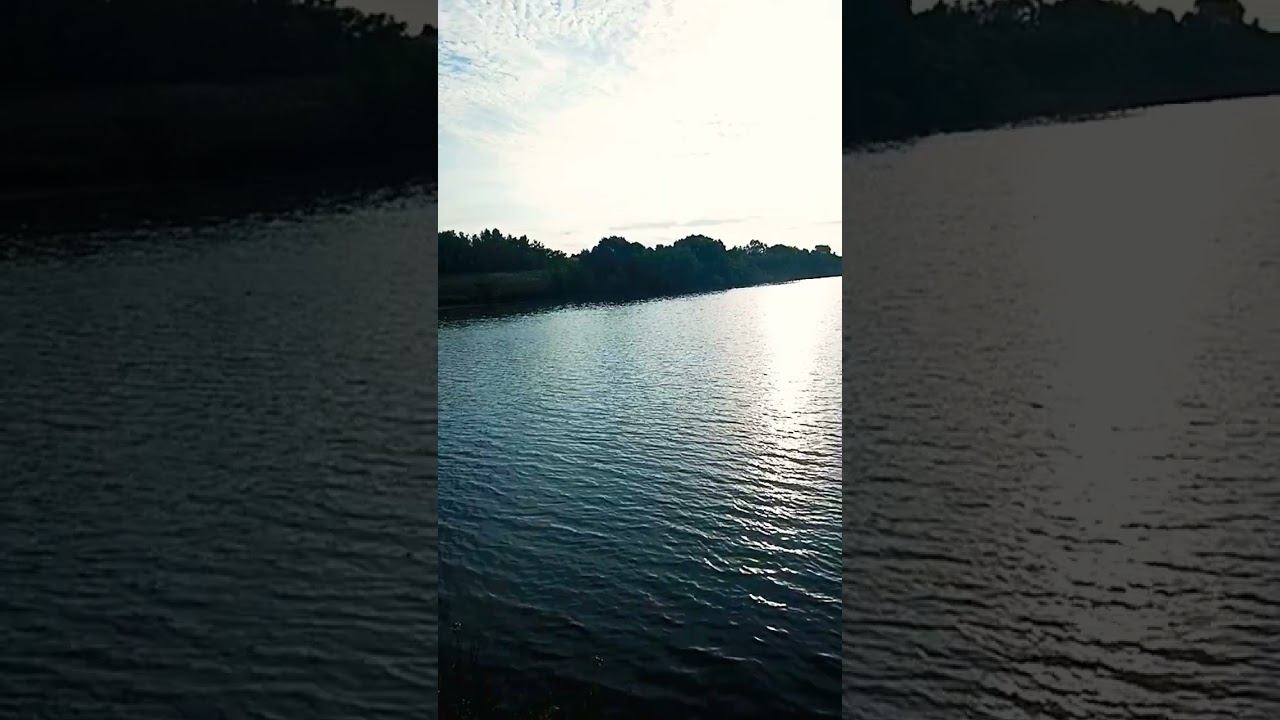 жизнь живёт мир#осознание #природа #мир #лето #жизнь