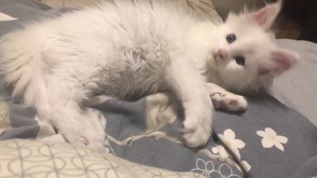 Белый котенок