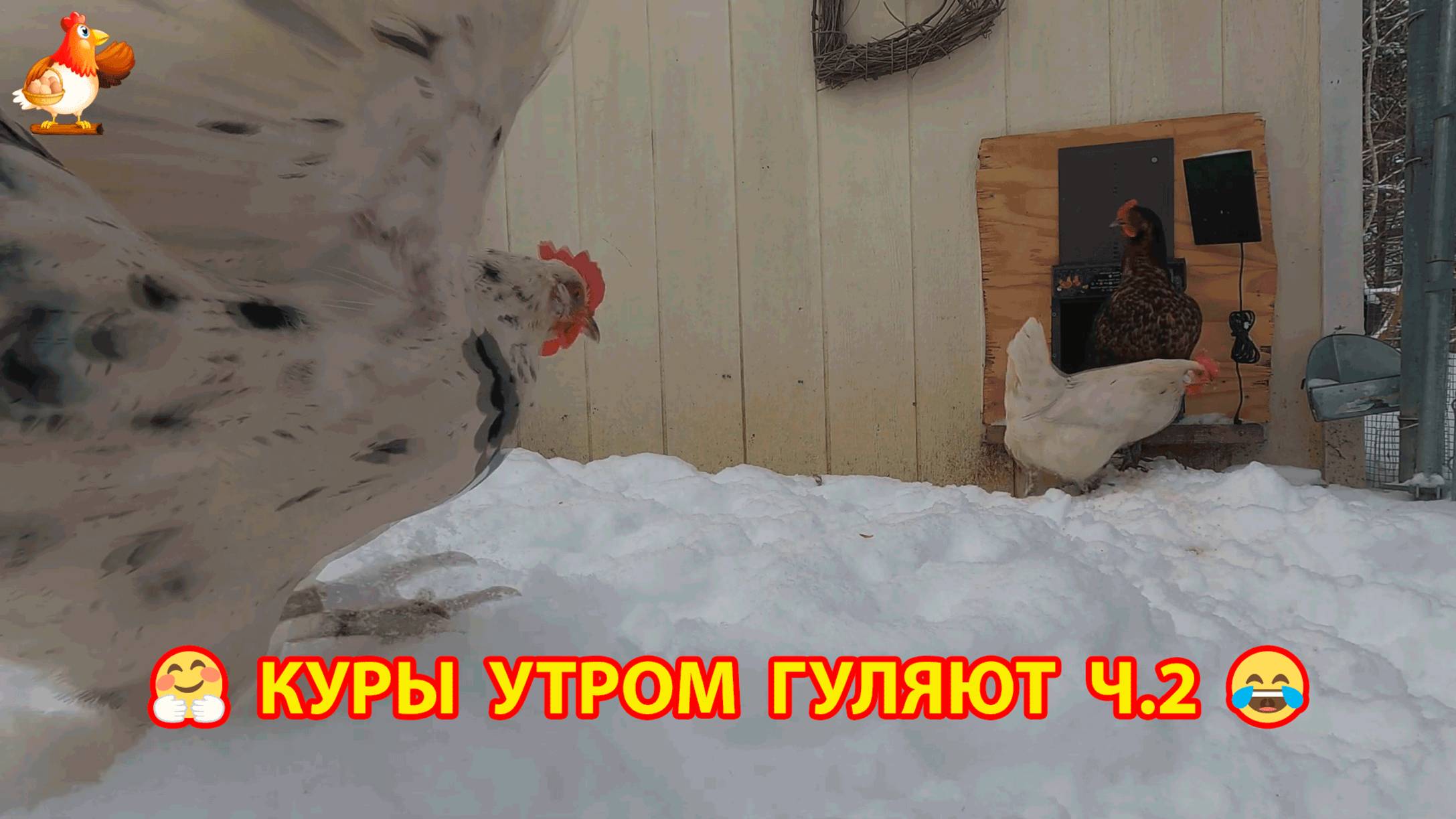 Привыкшие к снегу куры утром выходят на прогулку по сугробам эпизод 2 ❄️☃️😂