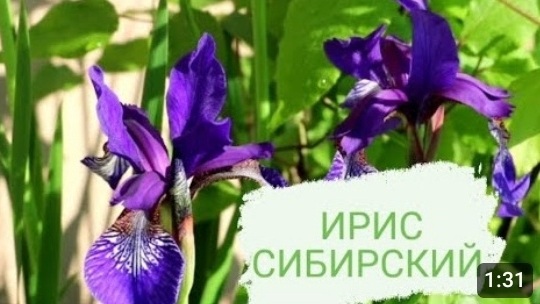 ЦВЕТЕНИЕ СИБИРСКИХ ИРИСОВ 26.05.2023г. БЕЛАРУСЬ, ГОМЕЛЬСКАЯ ОБЛАСТЬ
