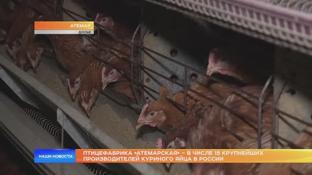 Птицефабрика «Атемарская» – в числе 15 крупнейших производителей куриного яйца в России
