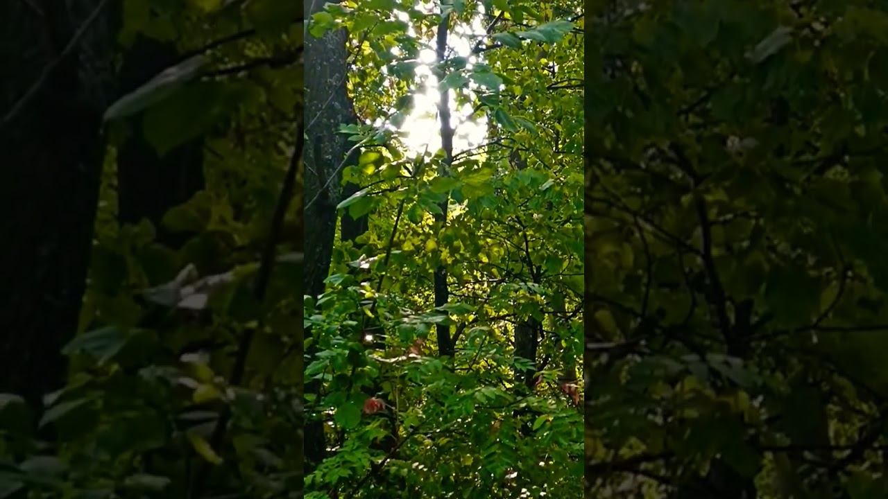 просто жизнь мир#осознание #nature #природа #мир #лето #жизнь #love