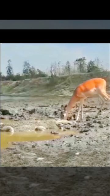 лечу!