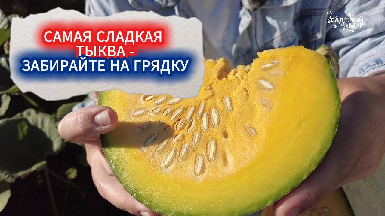 ЛУЧШАЯ СЛАДКАЯ ТЫКВА - ДРУГИЕ НЕ САЖАЮ. ВКУСНЫЙ СОРТ СЛАДКОЙ ТЫКВЫ - АЖУР МЕДОВАЯ