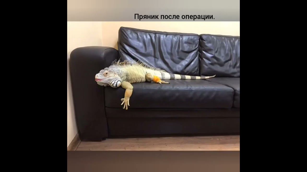 История Игуаны Пряника