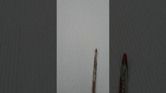 Тренировка на лыжах_20250212
