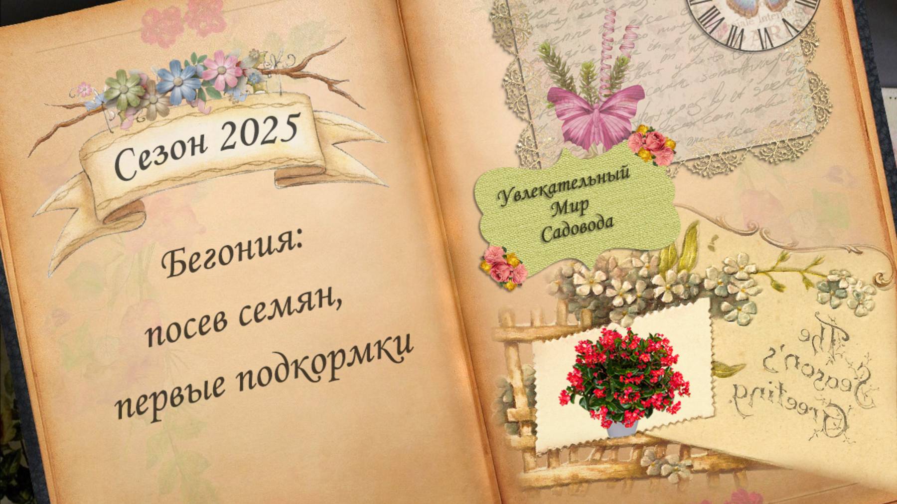 Бегония. Как вырастить клубневую бегонию. Посев семян на рассаду. Первые подкормки. День 1-47