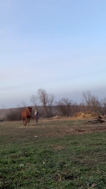 Отпускаю лошадь, полностью снимаю амуницию и она идет к себе.