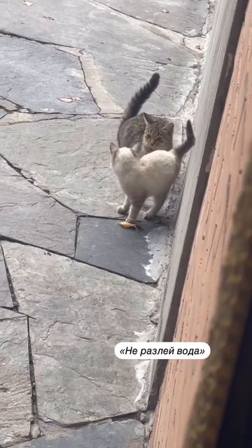 Отправь другу😃