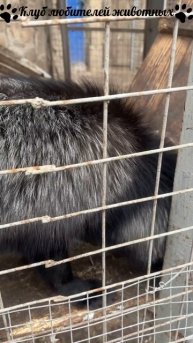 Кормление чернобурки