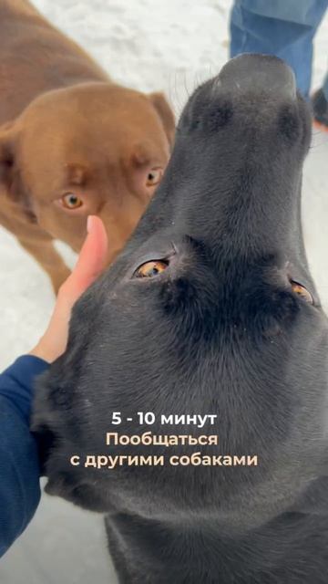 А как проходит ваша прогулка с пушистиком? 🦮