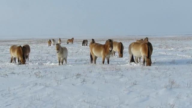Какой красавец