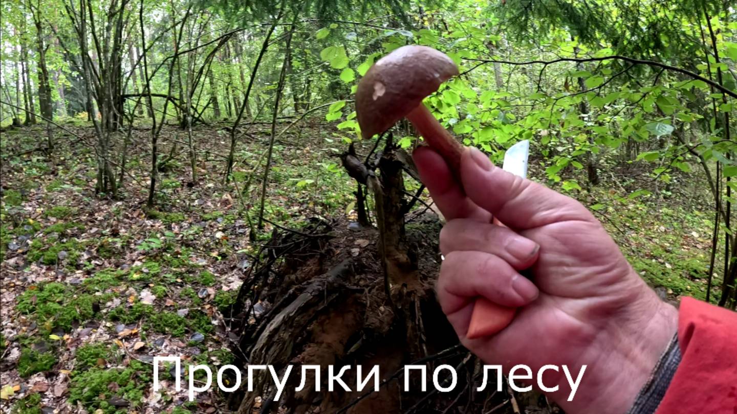 7 октября 2024.  По тропинке через горку на нижнюю дорогу.