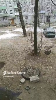 Тёплая зима и голуби