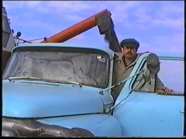 уборка подсолнечника с.Клепечиха 1999г