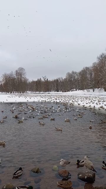 Птичий базар