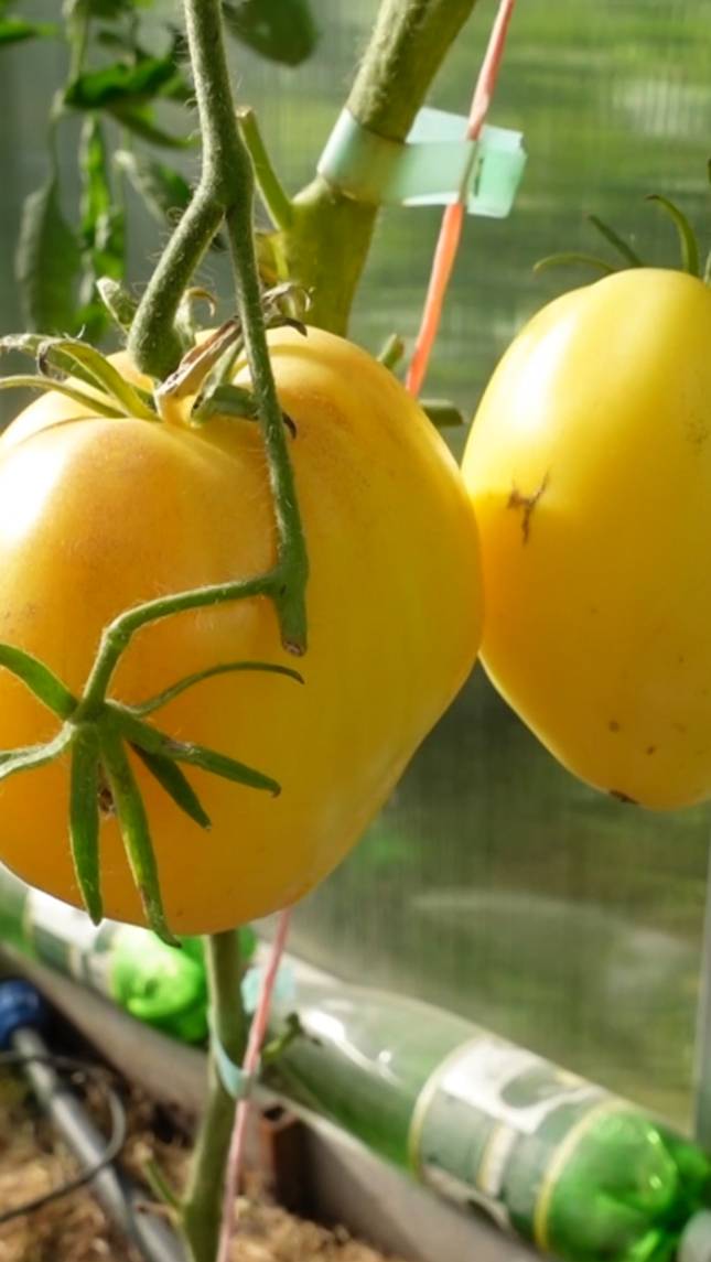 🍅Томат ЗОЛОТЫЕ ГОРЫ МЕДЕО! #shorts #томаты #советы