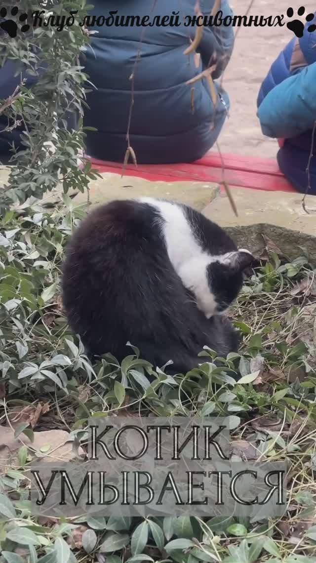 Котик умывается