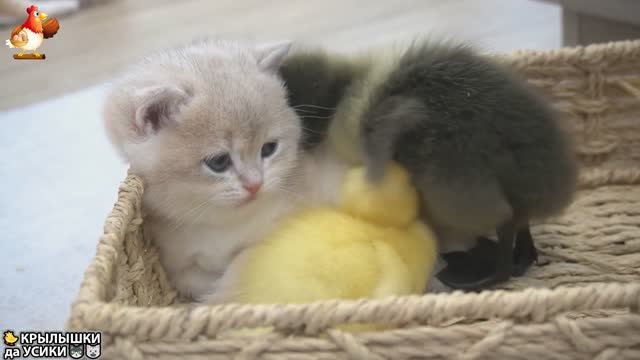 Утята и Цыплята - Кошки и котята (127) Милые такие Хвостики да Усики ❣️🥰😂