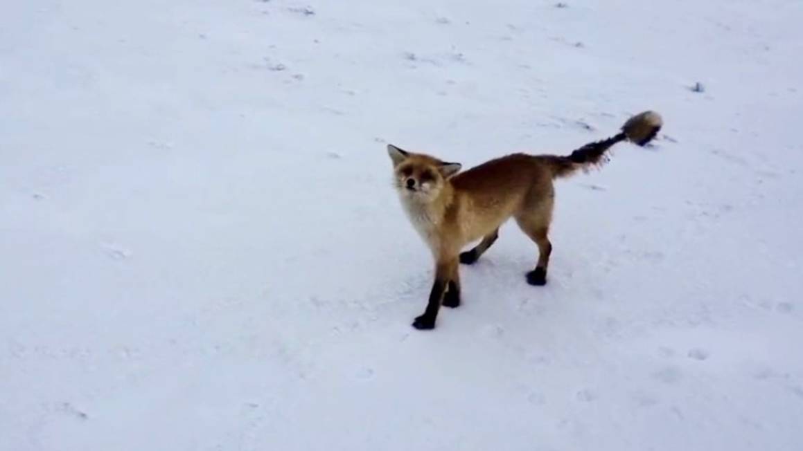 Любовь в дикой природе: бесхвостый жених.