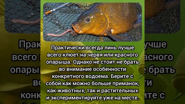 РЫБПЛКА НА ЛИНЯ, ГДЕ ИСКАТЬ! А ТЫ ЛОВИЛ ЛИНЯ