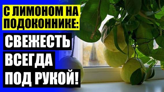 УХОД ЗА РОСТКОМ ЛИМОНА В ДОМАШНИХ УСЛОВИЯХ